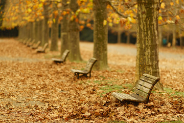 autumn leaves in the park