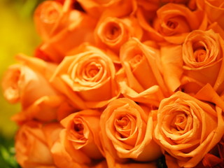 Rose Flower Old Rose color arrangement Beautiful bouquet on blurred of nature background