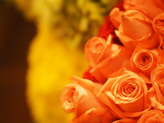 Rose Flower Old Rose color arrangement Beautiful bouquet on blurred of nature background