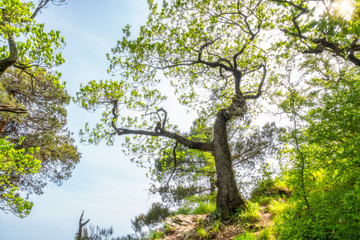 Spring tree on top of a mountain against blue sky