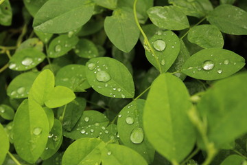 Close up shot of water drops on the single or lot of green leafs on the garden, rain drops on the single or lot of green leafs in the garden