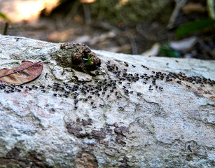 Ants in National Park in Penang, Malaysia