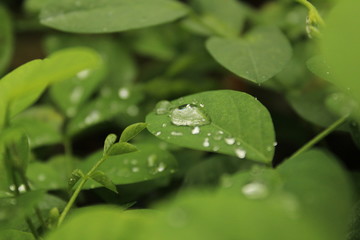 Close up shot of water drops on the single or lot of green leafs on the garden, rain drops on the single or lot of green leafs in the garden