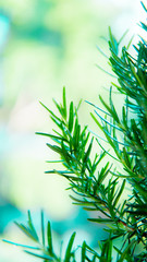Close up rosemary leaf in the garden