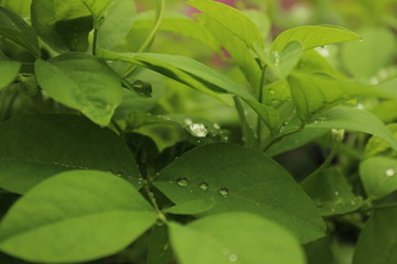 Close up shot of water drops on the single or lot of green leafs on the garden, rain drops on the single or lot of green leafs in the garden