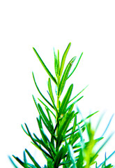 Rosemary leaf on white background