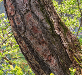 Obraz premium Pine bark texture on a background of green foliage.
