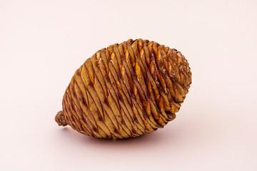 brown beautiful pine cone close up isolated on a white background , part of stone-pine macro