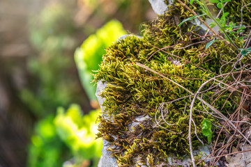 Fluffy soft green moss on stones in the forest.