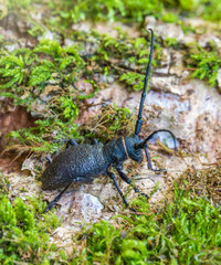 Beetle Large oak barbel - Cerambyx cerdo. Beetle woodcutter