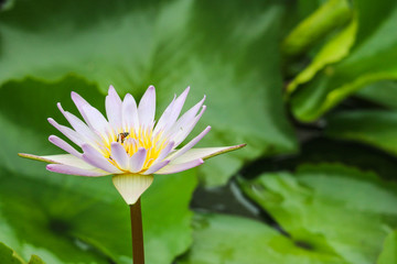 Full blooming white Lotus flower on the natural pond.