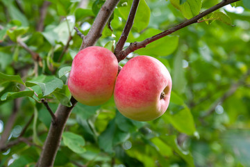 Red Ripe apples on a branch on a background of green foliage. Close-up on a sunny day