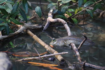 Close up mudskipper fish,Amphibious fish Lying on a log and looking at camera in the mangrove forest