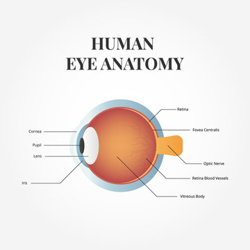 Human eye anatomy. Anatomy of the healthy eye. Medical illustration. Illustration of the human eye anatomy. Vector isolate on background.