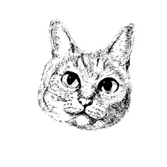 illustration of a cat