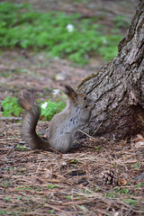 地面に下りた早春のエゾリス