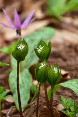 ヒトリシズカとカタクリの花