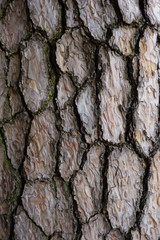 松の木の表面のアップ