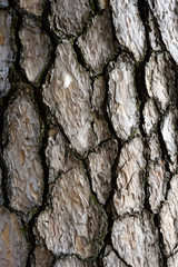 松の木の表面のアップ