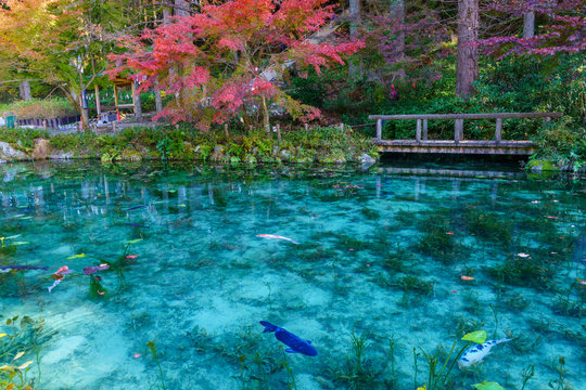 モネの池　岐阜県　日本