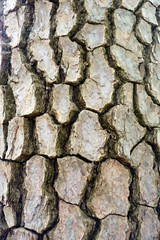 松の木の表面のアップ