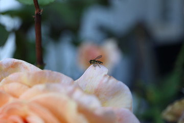 Insect and flower