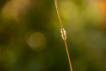 A little spider on the autumn grass