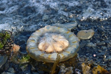 Jellyfish Alaskan