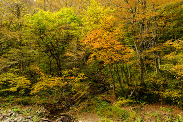 青森県、白神山地　紅葉