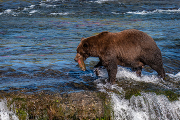Brown bear fishing in the Brooks River, walking on the lip of Brooks Falls with salmon in mouth, Katmai National Park, Alaska, USA