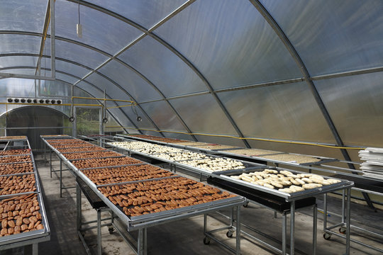 banana drying in sun solar dryer green house by sunlight