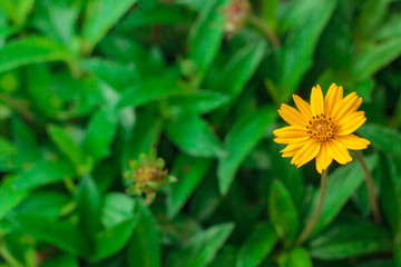 Beautiful yellow daisy flowers, little yellow star.