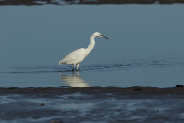 A pretty Little Egret, Egretta garzetta, feeding in the rock pools at low tide on a Norfolk beach.