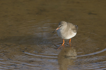 A pretty Redshank, Tringa totanus, hunting for food in a sea estuary, on the Norfolk, coast.