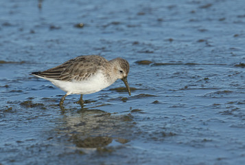 A pretty Dunlin, Calidris alpina, hunting for food in the mud at the edge of a freshwater lake, on the Norfolk, UK, coast.