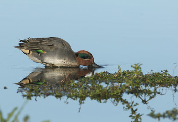 A stunning drake Teal Duck, Anas crecca, dabbling for food at the edge of a freshwater lake, on the...