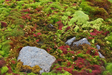 Arctic moss - polar colors