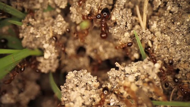 Top down static shot of a freshly disturbed fire ant mound. Hundreds of frantic swarming ants running around through broken dirt. Using a wide angle macro probe lens, getting unique perspectives.