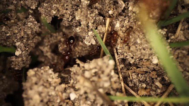 Quickly panning across the top of an already disturbed fire ant mound. Many ants running around the broken clumps of dirt. Using a wide angle macro probe lens, getting unique perspectives.