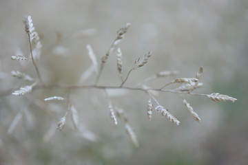 white-silver grass on white background macro