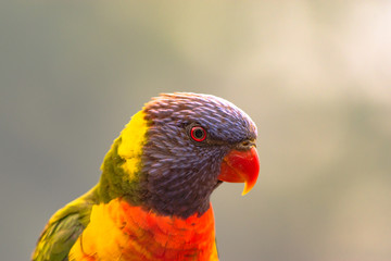 Rainbow Lorikeet. Head shot.