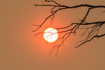 The sun in a smokey sky. With a branch hanging across the sun