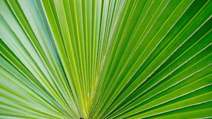 Obraz premium Green palm leaf background.