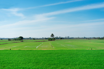 Fototapeta na wymiar Rice fields at with blue sky. The beautiful of nature