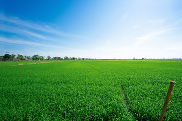 Fototapeta premium Rice fields at with blue sky. The beautiful of nature