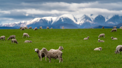 Obraz premium Flock Of Sheep In Pasture