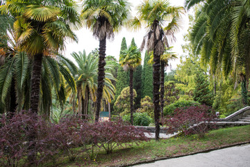 Obraz premium The natural landscape of the Arboretum in Sochi, Russia