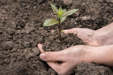 Hand with green little plant growing in soil