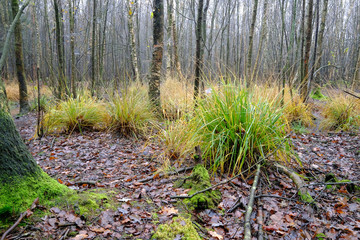 Biotop mit Baumbestand im Herbst
