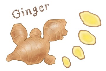 生姜　ジンジャー　水彩風イラスト素材